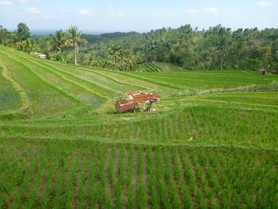 Rice fields scattered throughout Northern Bali's tropical landscapes